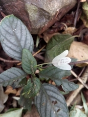 Justiciinae