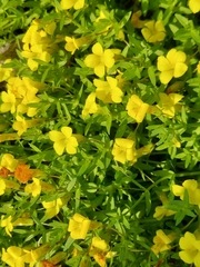 Gratiola aurea