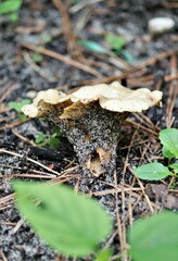 Hohenbuehelia petaloides