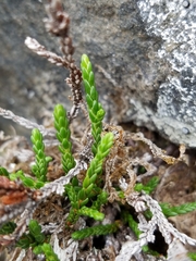 Cassiope lycopodioides