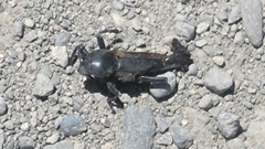 Coelocnemis dilaticollis