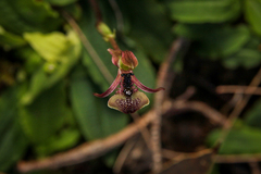 Chiloglottis formicifera