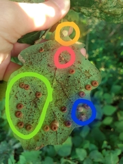 Neuroterus numismalis