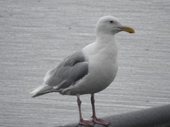Larus glaucescens × hyperboreus