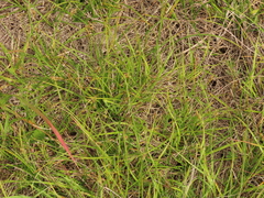 Carex tumulicola