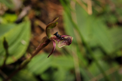 Chiloglottis formicifera