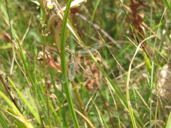 Lestes barbarus