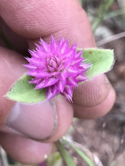 Gomphrena nitida