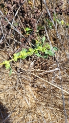 Rumex pulcher