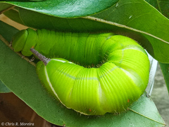 Cocytius antaeus