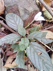 Justiciinae