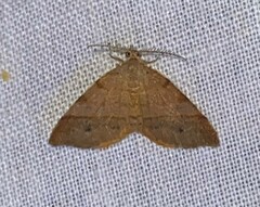 Mellilla xanthometata