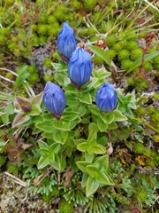Gentiana platypetala