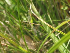 Lestes barbarus