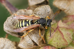 Polistes