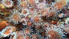 Corynactis californica