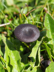 Cyanula