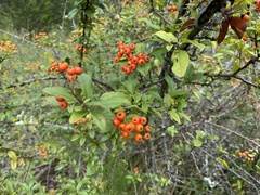 Pyracantha coccinea