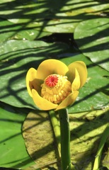 Nuphar