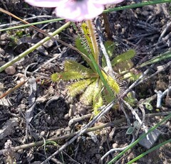 Drosera zeyheri