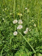 Erigeron bonariensis