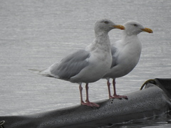 Larus hyperboreus