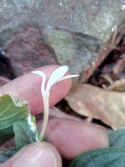 Justiciinae