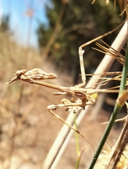 Empusa pennata