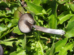 Cyanula