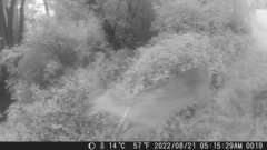 Odocoileus virginianus