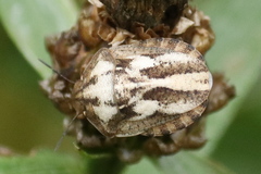 Eurygaster testudinaria