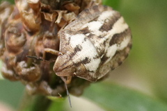 Eurygaster testudinaria