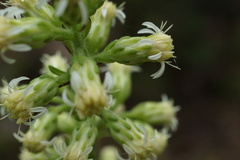 Solidago bicolor