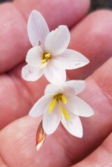 Iridaceae