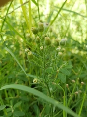 Erigeron bonariensis