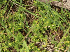 Galium ambiguum