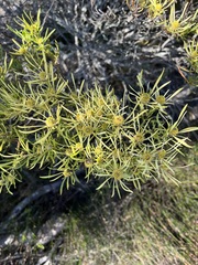 Leucadendron salignum