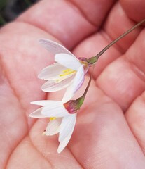 Iridaceae