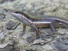 Trachylepis