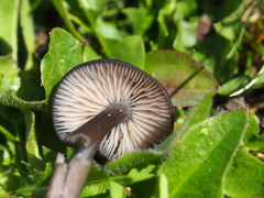 Cyanula