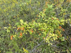 Pyracantha coccinea