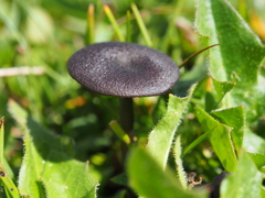 Cyanula