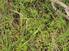 Galium ambiguum