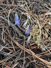 Penstemon griffinii