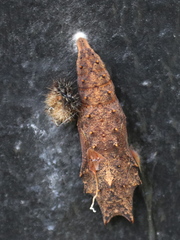 Nymphalis antiopa