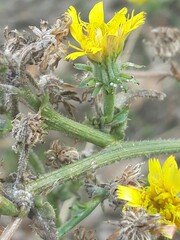 Picris hieracioides