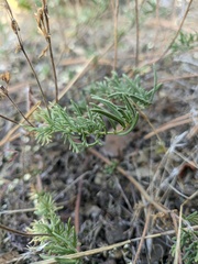 Veronica capsellicarpa
