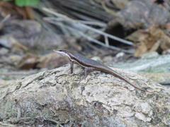 Trachylepis