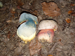 Rubroboletus legaliae