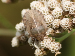 Eurygaster testudinaria